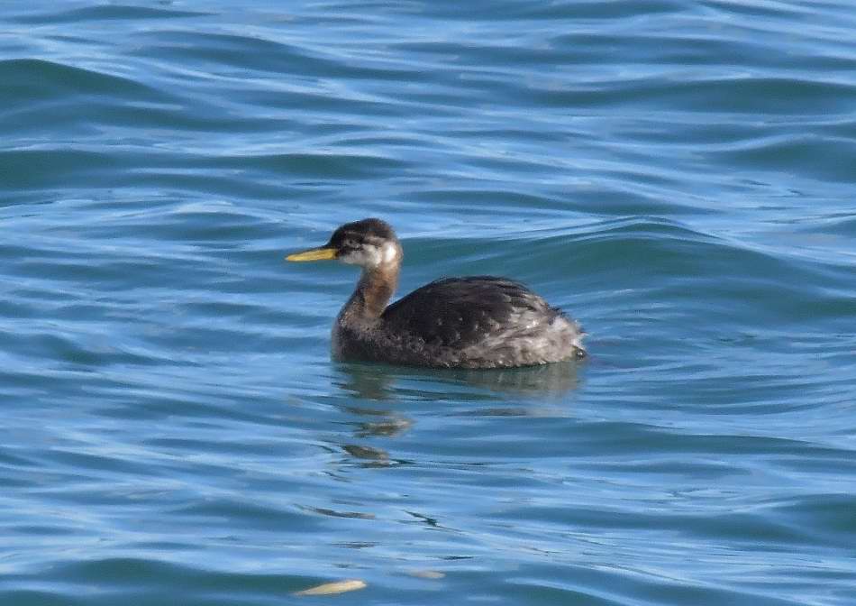北海道では夏鳥のアカエリカイツブリと遭遇です | nature guide Into