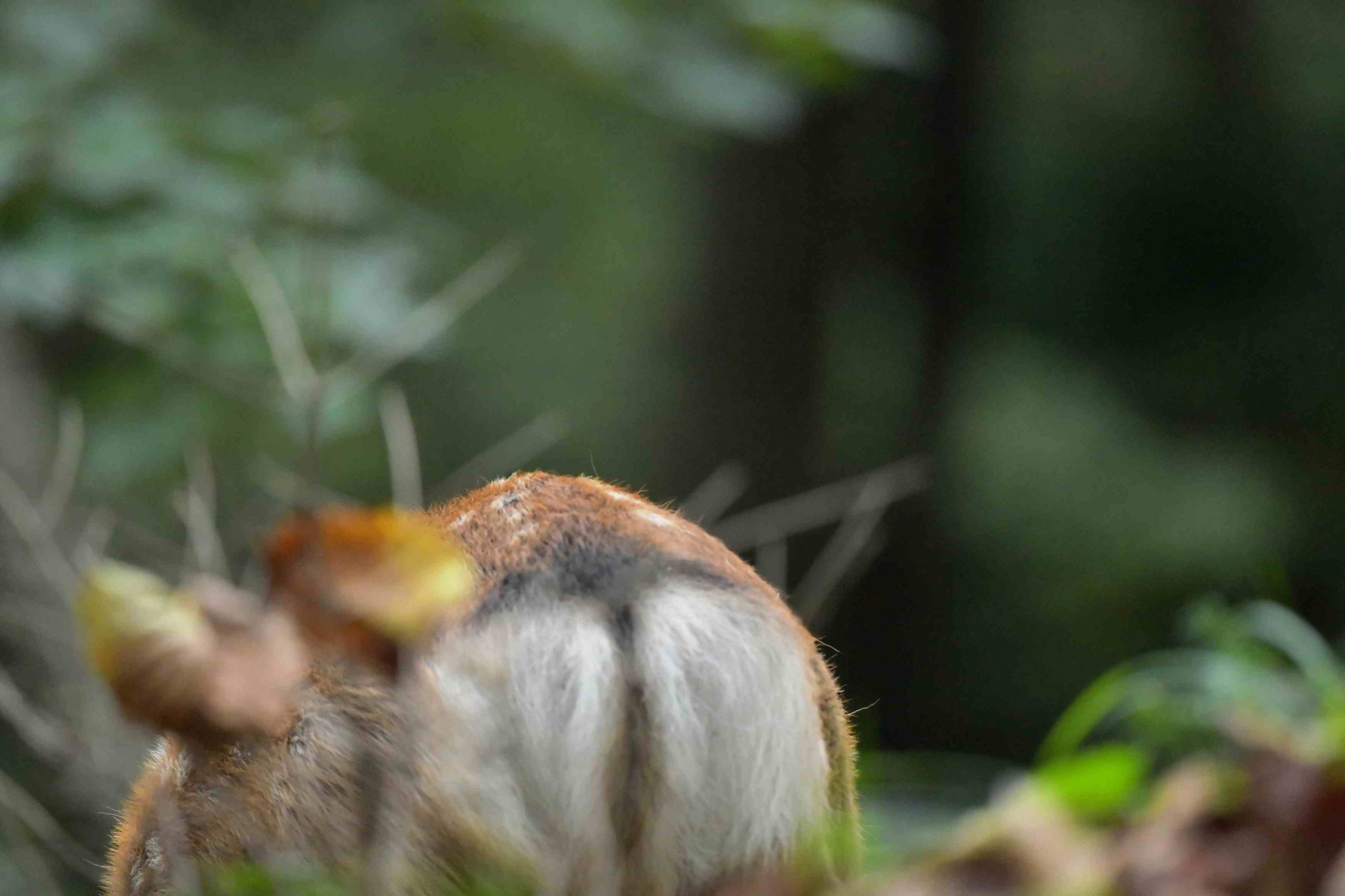 エゾシカのツノ（袋角） 林道で袋角の若鹿と遭遇です | nature guide Into the Woods