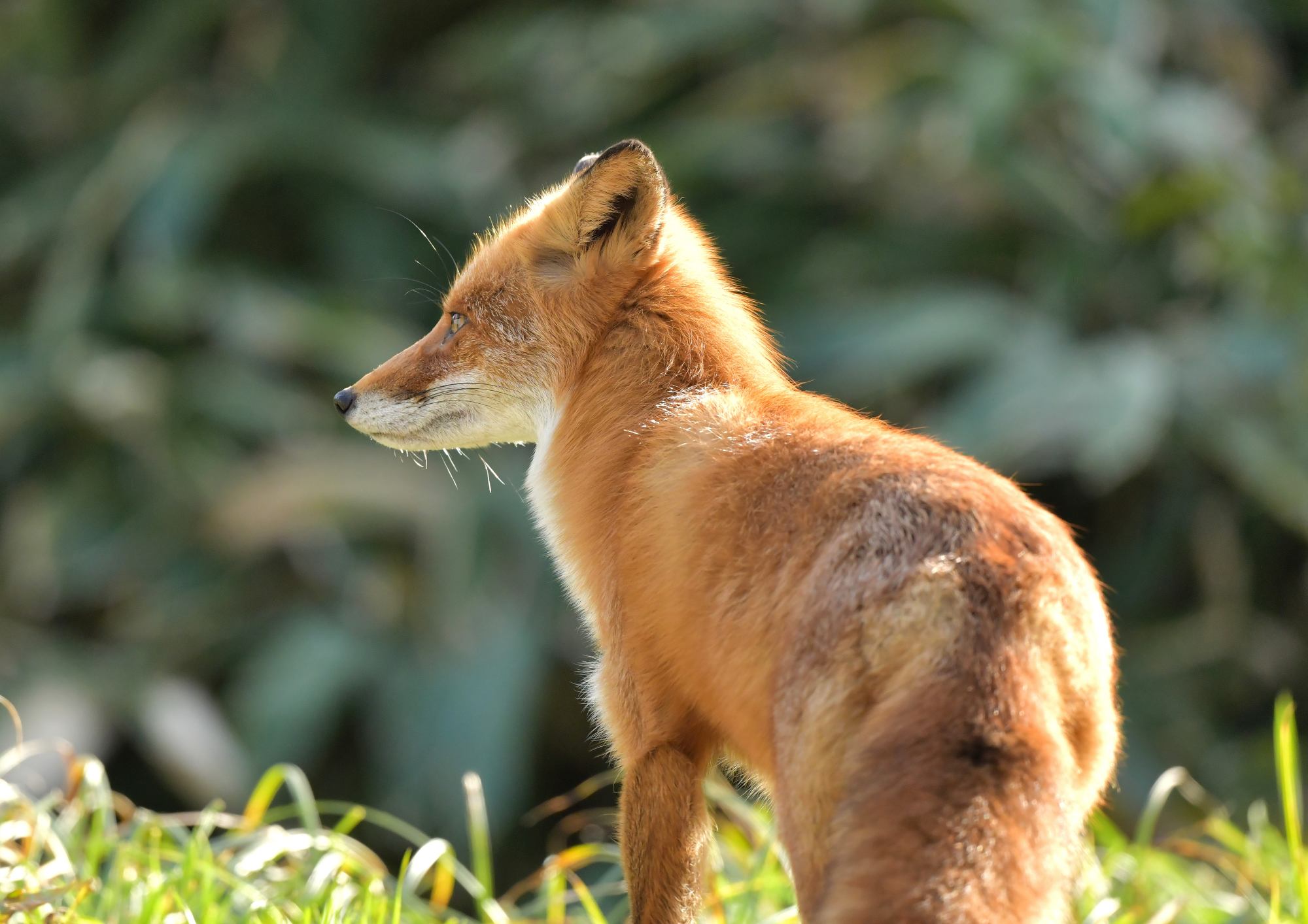 横顔がハンサムなキタキツネに遭遇です Nature Guide Into The Woods ネイチャーガイド インツー ザ ウッズ