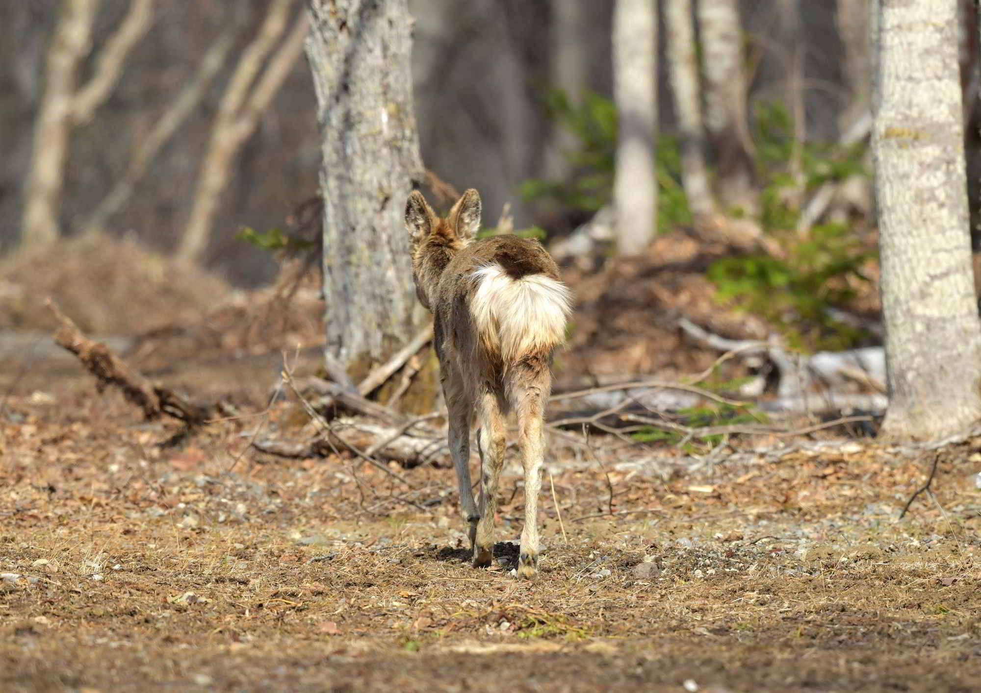 庭にいた子鹿 stock-photo-funny-roe-deer-