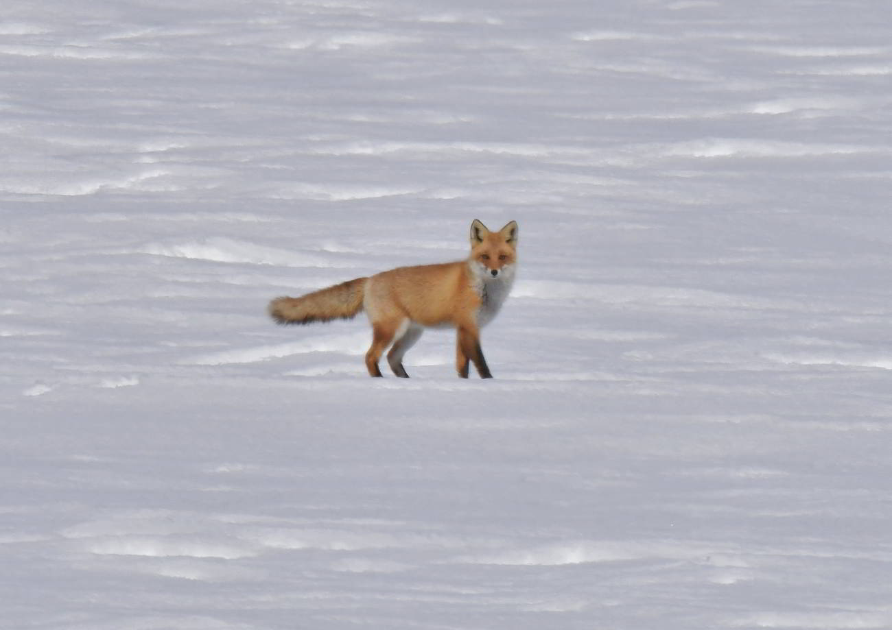 雪の上を飛ぶように駆けるキタキツネに遭遇です | nature guide Into the Woods ネイチャーガイド インツー・ザ・ウッズ