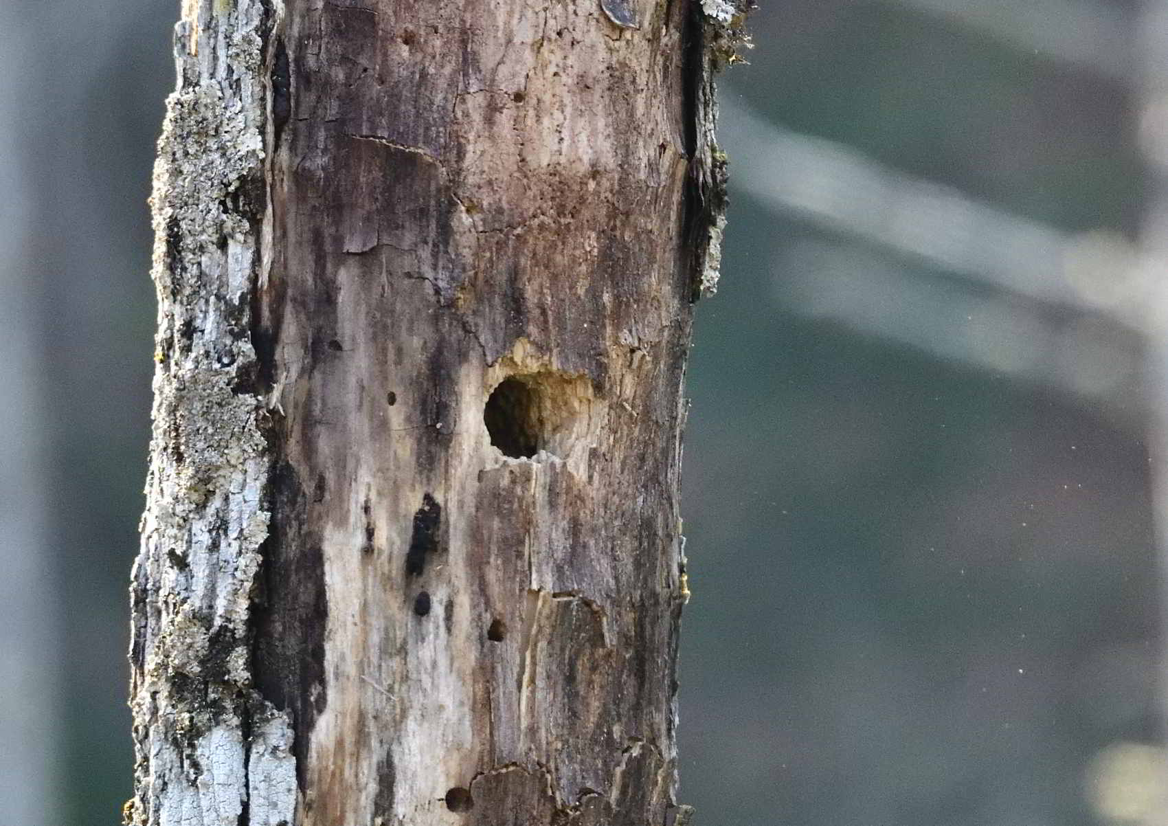 巣作りするアカゲラ♂に遭遇です | nature guide Into the Woods